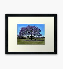 100 Year Old Jacaranda Tree Framed Print