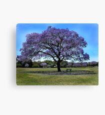 100 Year Old Jacaranda Tree Canvas Print