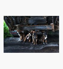puppies Photographic Print