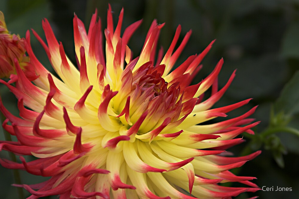 "Dahlia Jessica Flower" by Ceri Jones Redbubble