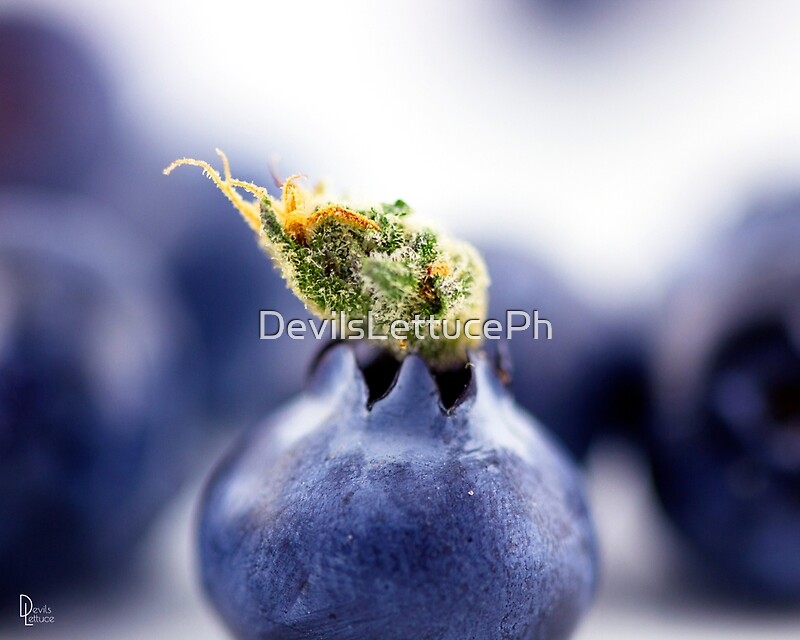 Blueberry Calyx By Devilslettuceph Redbubble