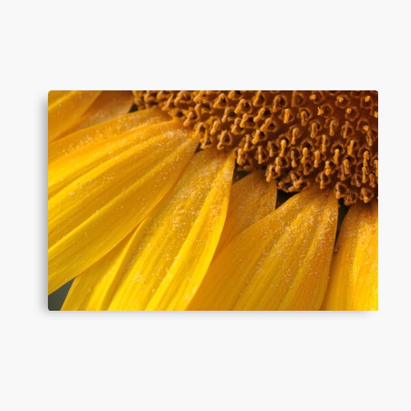 sunny pollen Canvas Print