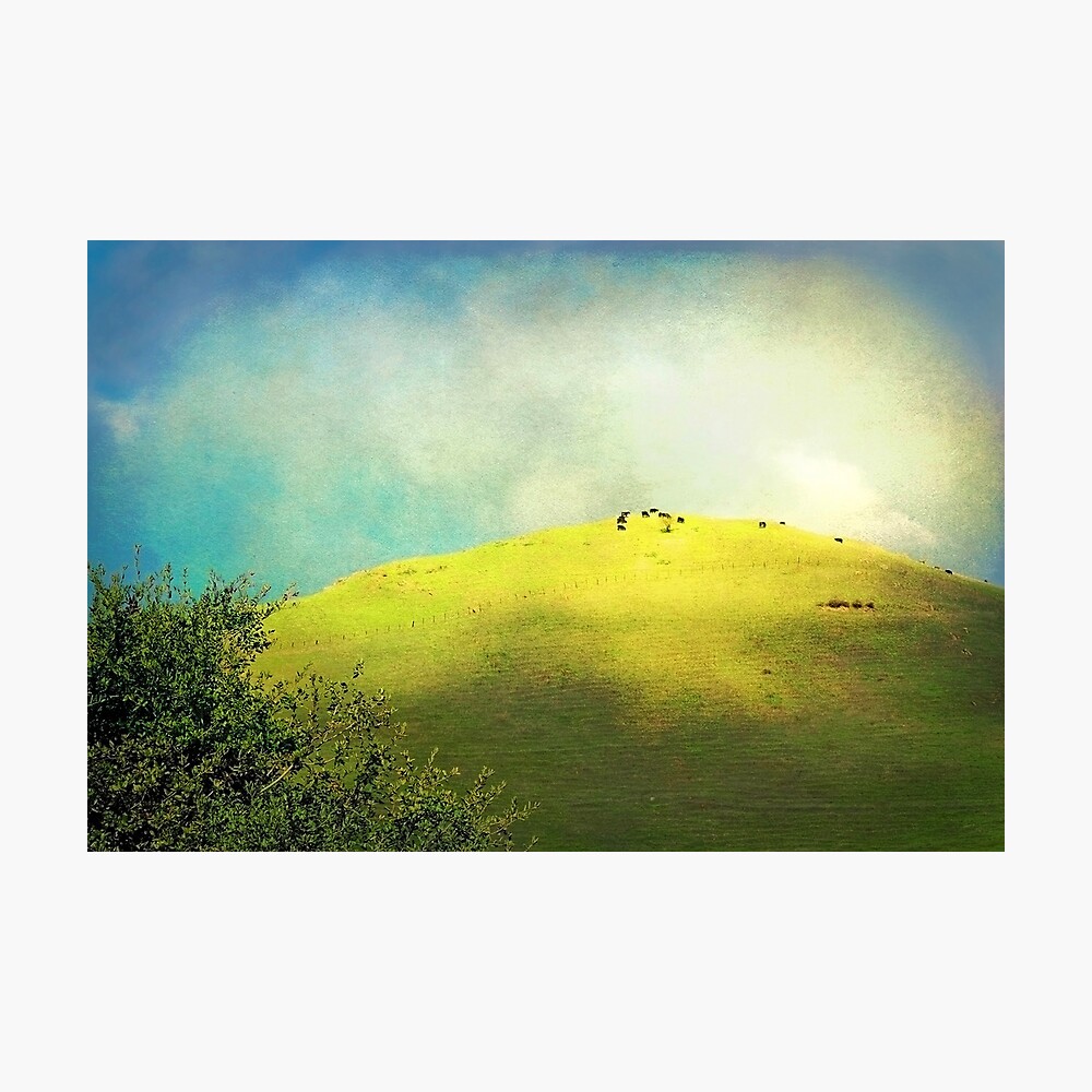 Cows on a Hill Photographic Print