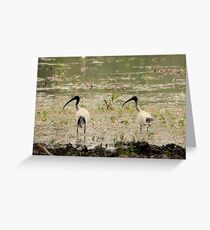 Ibis left Greeting Card