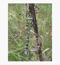 Southern Hawker Dragonfly Photographic Print