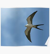 Elegance on Blue Poster