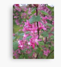 Flowering Black Currant Canvas Print
