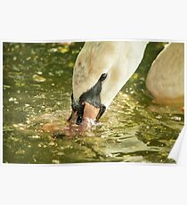 Swan Poster