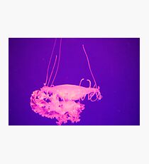 Stinger Photographic Print