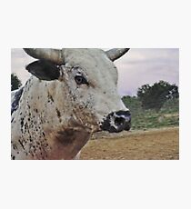 U Wanna Head Buck Photographic Print