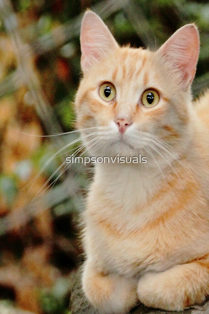 "Marmalade Tabby Cat" by simpsonvisuals Redbubble