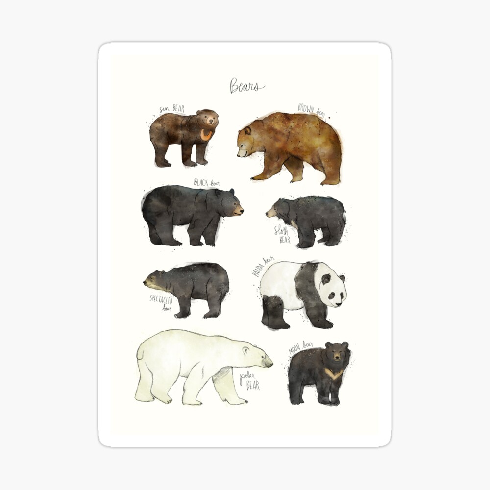Bears Sticker