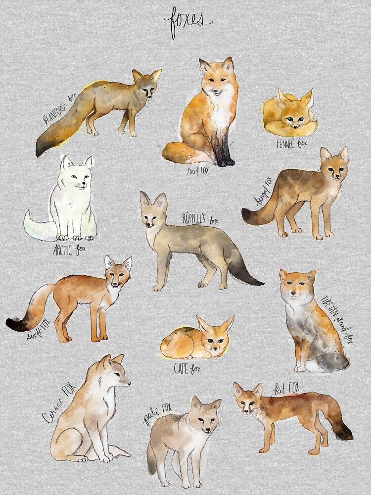 Foxes by AmyHamilton