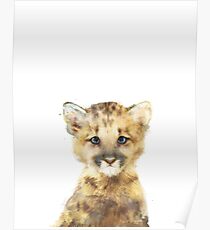 Little Mountain Lion Poster