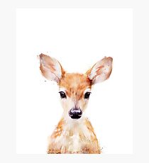 Little Deer Photographic Print