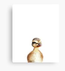 Little Duck Canvas Print