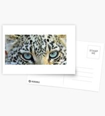 Cats eyes! Postcards