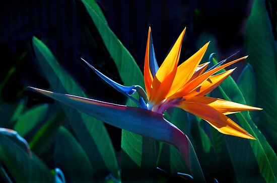 quot bird of paradise flower strelitzia nicolai quot poster by crane chart