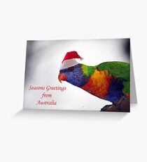 Australian Rainbow Lorikeet Christmas Greeting Card Greeting Card