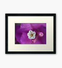 Bougainville Framed Print