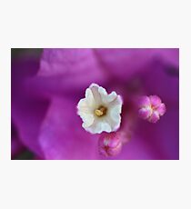 Bougainville Photographic Print
