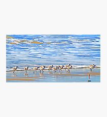 We're following the leader... Sandpipers in Goleta Beach California Photographic Print