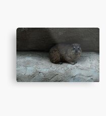 Chester Zoo Metal Print