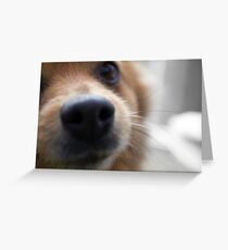 Gracie Greeting Card