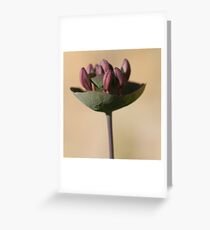 Honeysuckle. Greeting Card