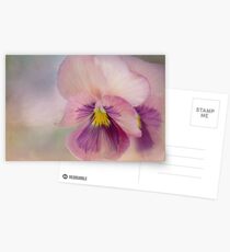 precious pansies Postcards