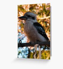 Kookaburra Greeting Card