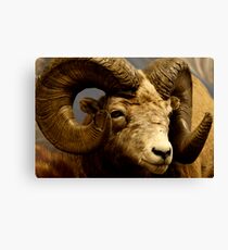 Bigg Canvas Print