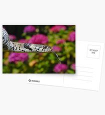 European Grass Snake Postcards