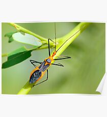 Assassin Bug Poster