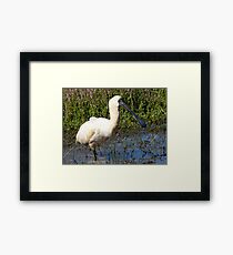 A Royal Spoonbill Framed Print