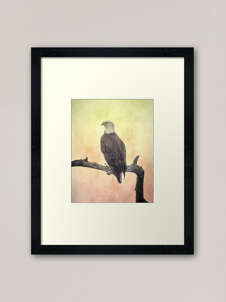 "Bald Eagle" Framed Art Print by designingjudy | Redbubble