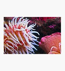Coloured Photographic Print