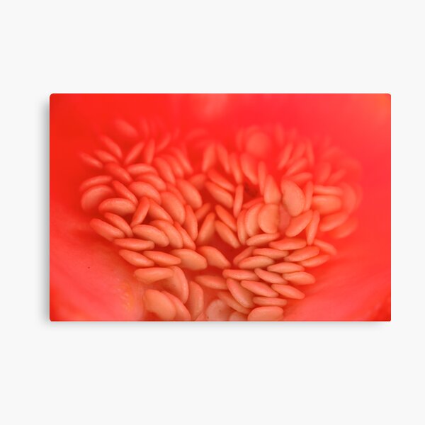 in the sacred heart of fertility Canvas Print