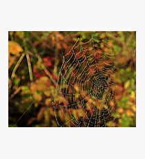 Nature Weaves Together Photographic Print