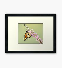 Monarch Butterfly Framed Print