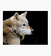 Timber Wolf Three Photographic Print