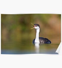 Western Grebe calling Poster