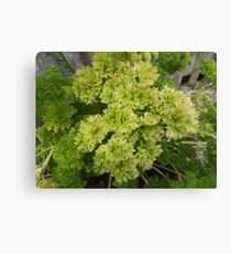 Shrubs Canvas Print