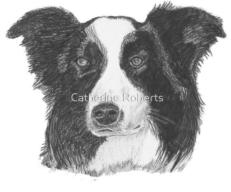 border collie dog pencil drawing by samantha harrison