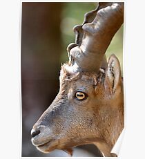 Male mountain ibex Poster