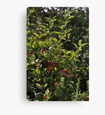 Lienzo Apple Harvest