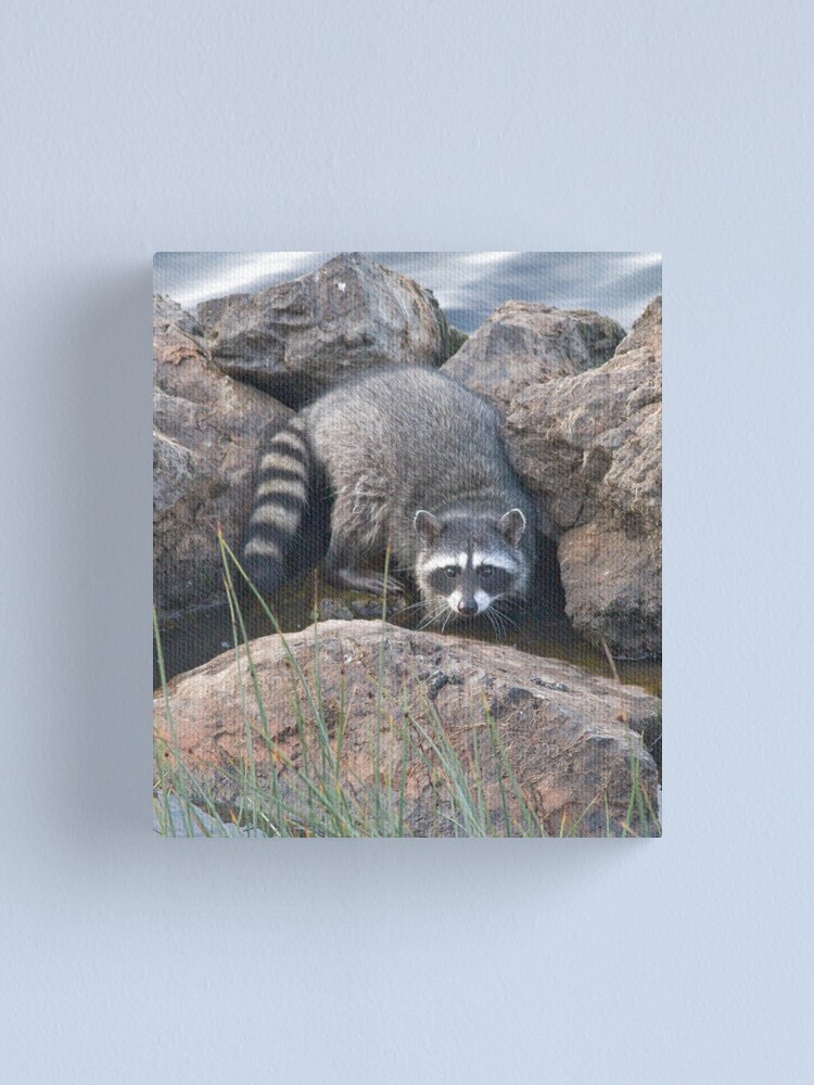 Alternate view of Raccoon on the rocks Canvas Print