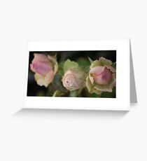 Blush Greeting Card