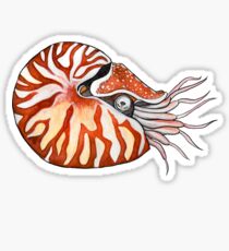 Nautilus Sticker