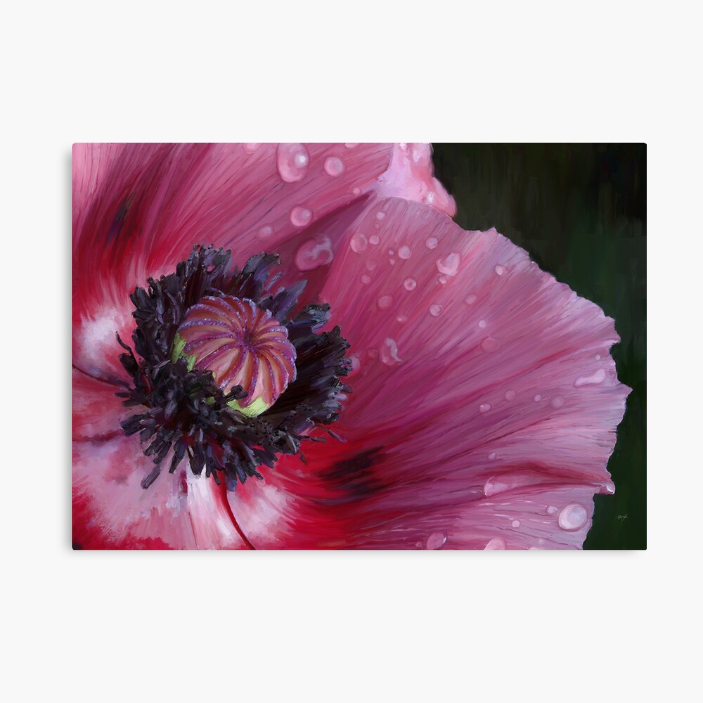 Three flowers: Red - The poppy weeps Canvas Print